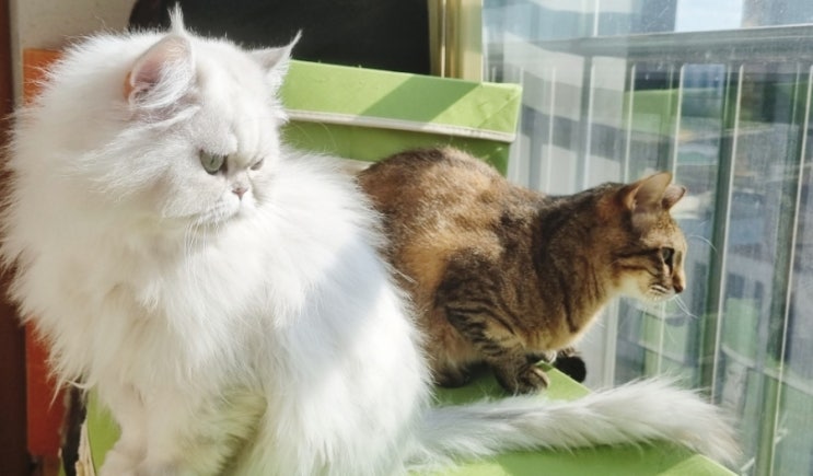  고양이 눈에 관하여(동공/ 시력/ 눈색깔/ 새끼고양이 눈뜨는 시기)