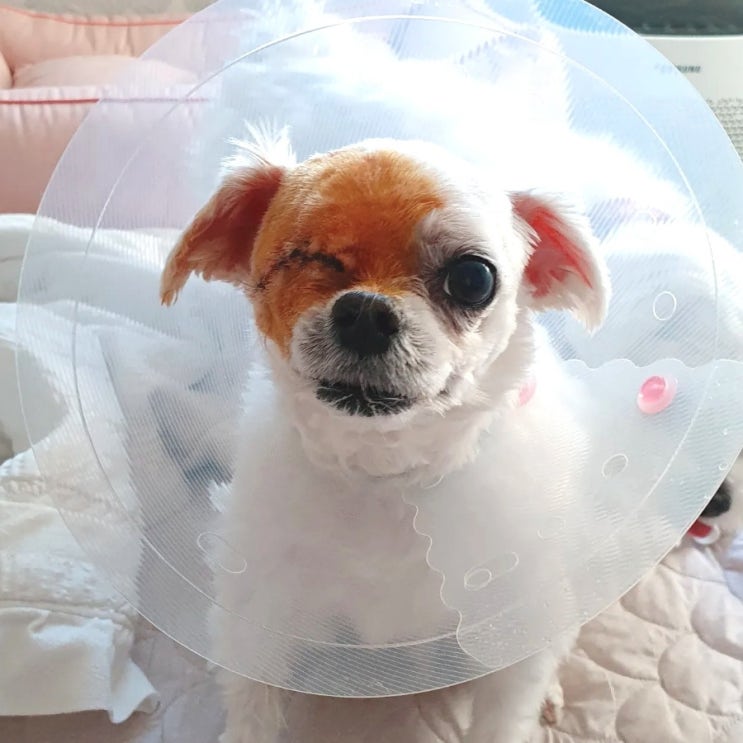  백반이 기록1. 백반이 퇴원했어요. 강아지녹내장 강아지 안구적출