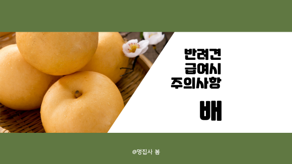  강아지 배 먹어도 되나요? 주의사항 알아보기