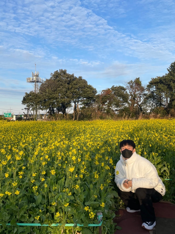 [ 제주 여행 ] #2 - 짱구네 유채꽃밭, 제주 산도롱맨도롱, 제주 아크로디니온, 제주도 해돋이 명소