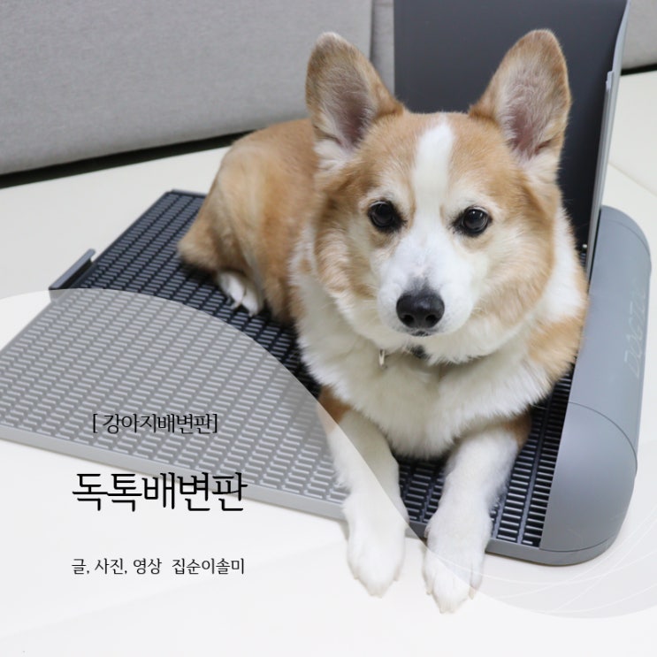  강아지배변판 대형 일회용패드 사용하지 않는 독톡배변판