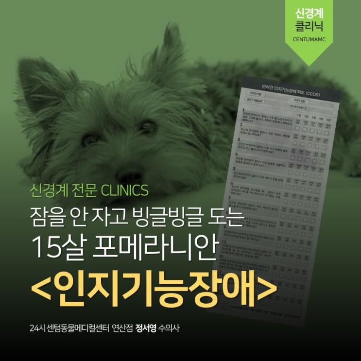  15살 포메라니안 <강아지 인지기능장애> (부산 신경계 전문 동물병원, 24시 센텀동물메디컬센터 연산점)