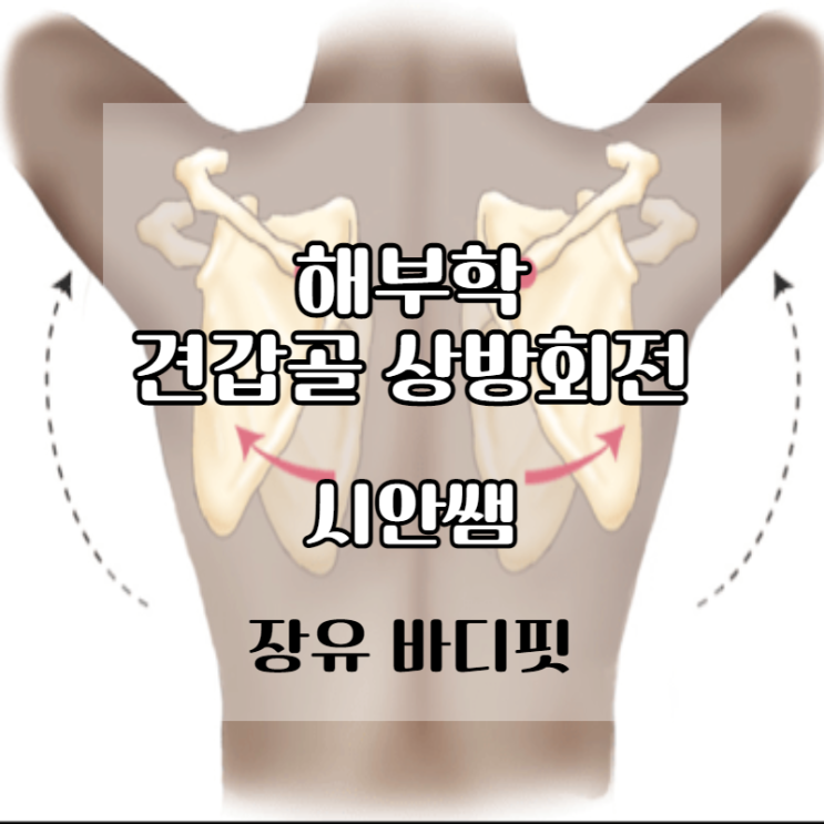 견갑골 상방회전 근육 장유피티