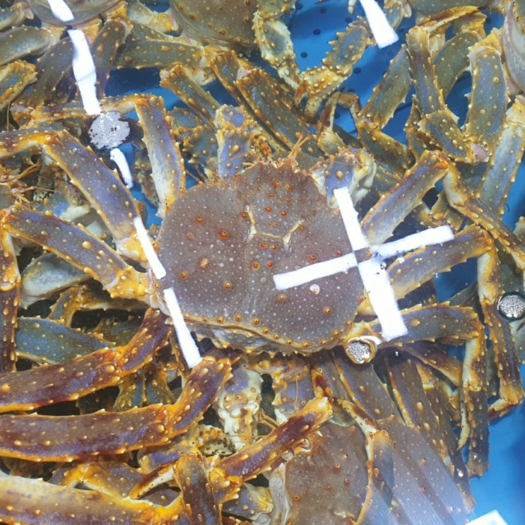  [마포구 성산동] 상암 월드컵경기장 마포농수산물시장 유림상회에서 킹크랩 포장(찌는 것부터 손질까지)