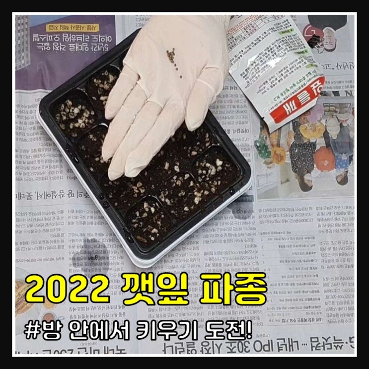 2022 깻잎 키우기 (파종)