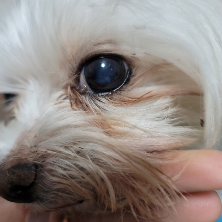 강아지백내장 : 증상과 치료, 백내장영양제 오큐글로