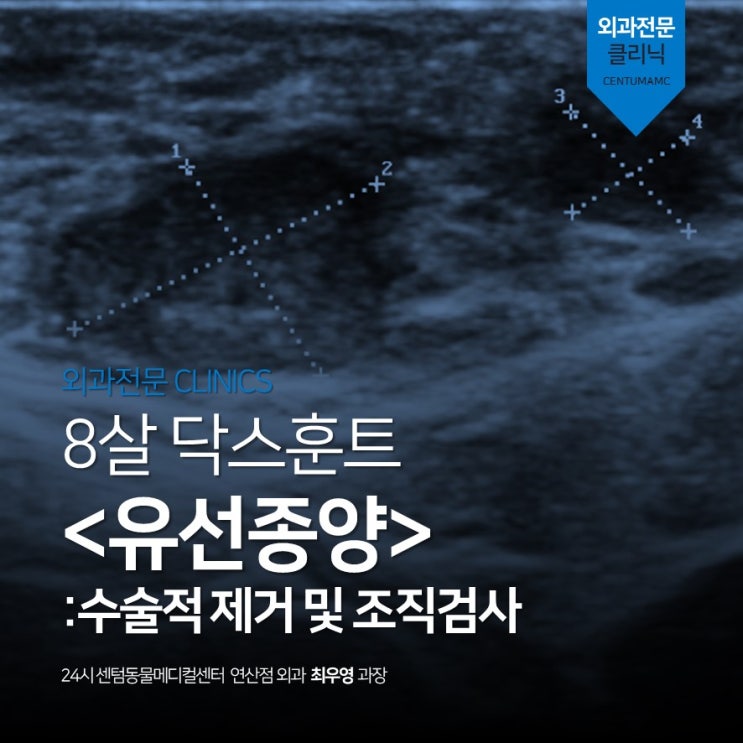 8살 닥스훈트 &lt;유선종양&gt; 조직검사, 악성종양 (24시 센텀동물메디컬센터 연산점, 부산 연제구 동물병원)