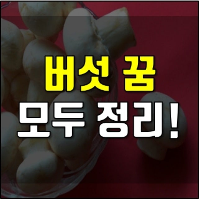 버섯꿈 버섯 먹는꿈 따는꿈 길몽일까?