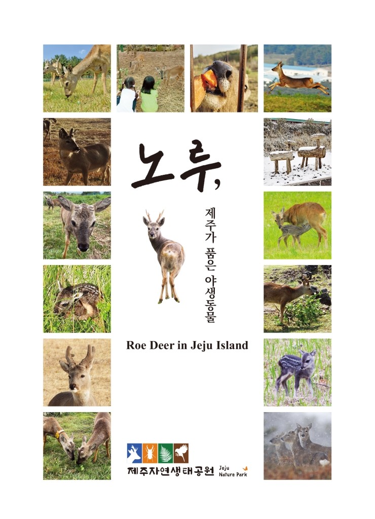  노루, 제주가 품은 야생동물