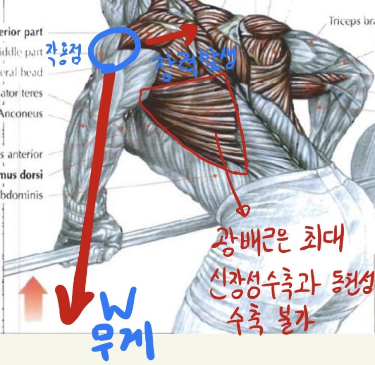  바벨로우를 왜 사선으로 움직이면 안되는가? (폴라의 바벨로우 2탄! )