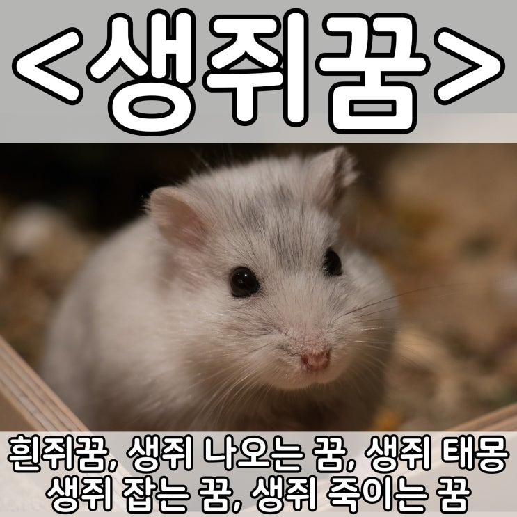  [쉬운 꿈해몽] 생쥐꿈 :: 흰쥐꿈, 생쥐 나오는 꿈, 생쥐 태몽, 생쥐 잡는 꿈, 생쥐 죽이는 꿈