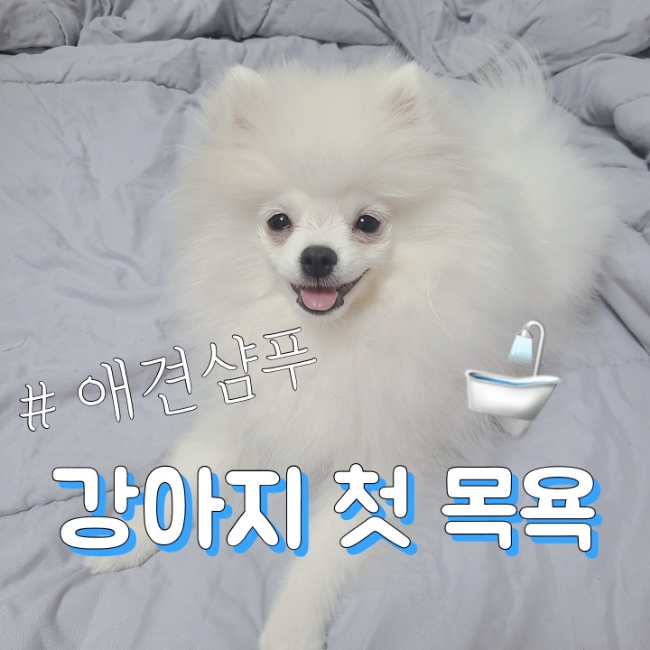 [애견용품] 강아지 샴푸, 소황제 (아기강아지목욕, 목욕주기)