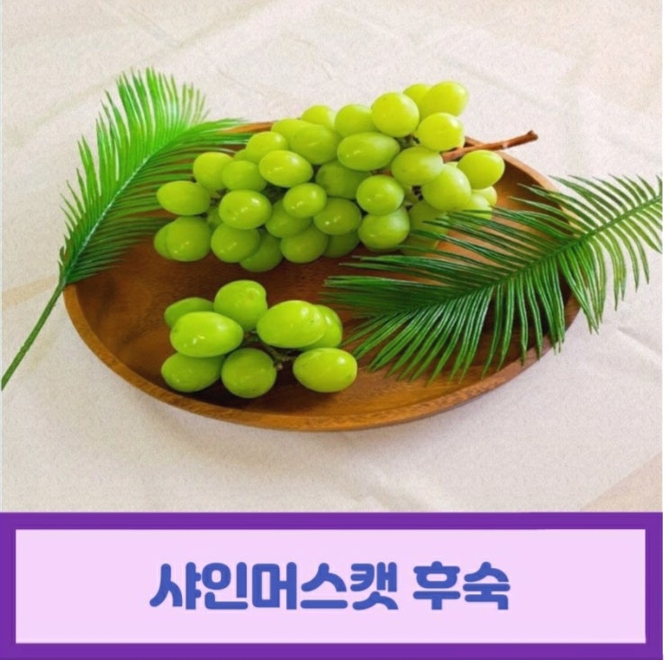  샤인머스캣 후숙 보관법 보관 기간