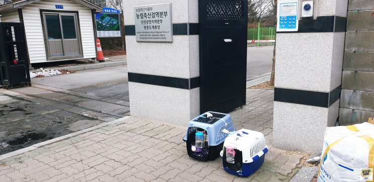  미국 시카고 에서 코숏 반려동물 반려묘 애묘 고양이2마리 한국입국 동물검역 광견병 항체검사 영종도 계류장 서비스 픽업까지