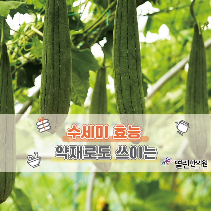 수세미 효능 부작용 | 수세미차, 수세미효소