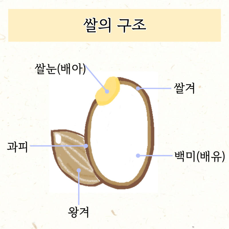 쌀의 풍미를 좌우하는 요인과 밥을 맛있게 짓는 방법은? : 네이버 블로그