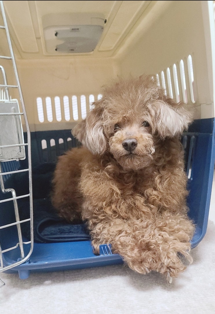  나의 친구 나의 가족 반려동물 우리 집 귀염둥이를 영상과 함께 자랑해주세요!