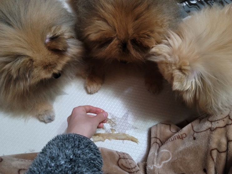 반려동물, 사랑스런 포메라니안 가족~