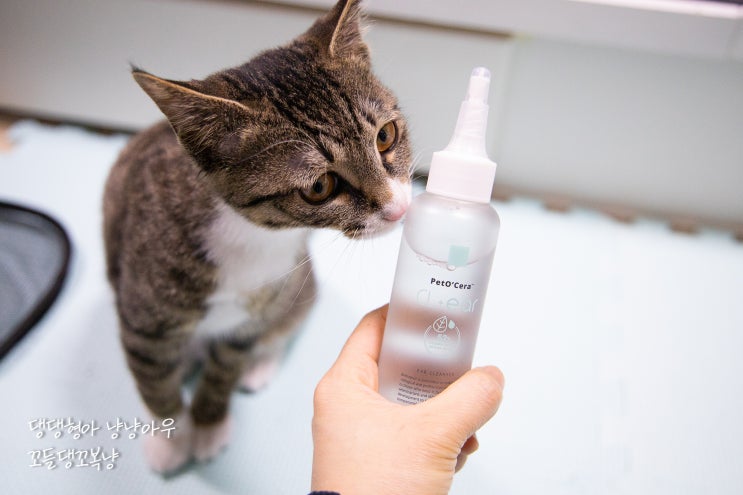  고양이 귀세정제 페토세라 클이어로 귀청소 하기