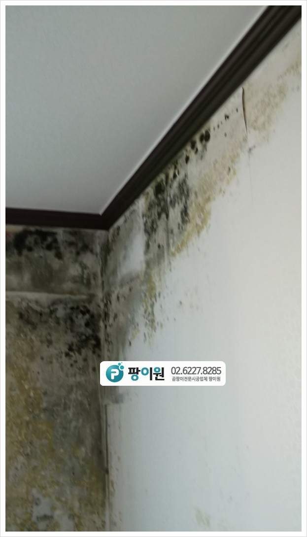  벽지 곰팡이제거업체 포자 살균까지 깔끔 해결!