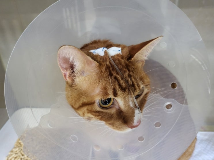  집사일기2) 고양이 입원실의 세계(침흘리는 고양이, 개구호흡)
