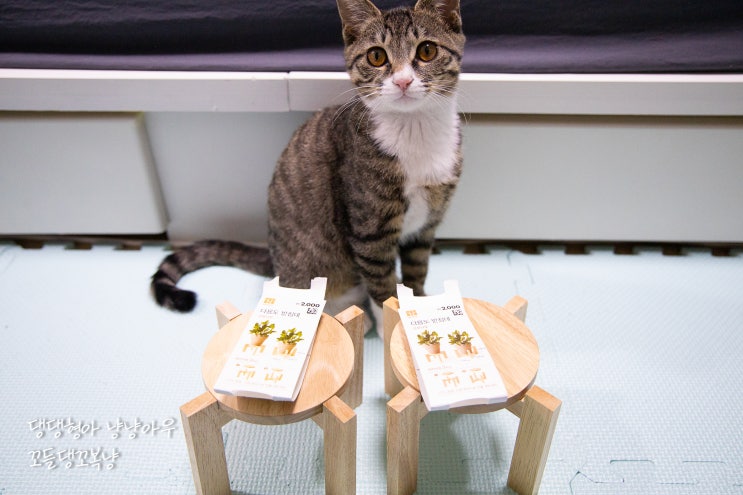  고양이 밥그릇 물그릇 높이의 중요성, 다이소 다용도 받침대 활용