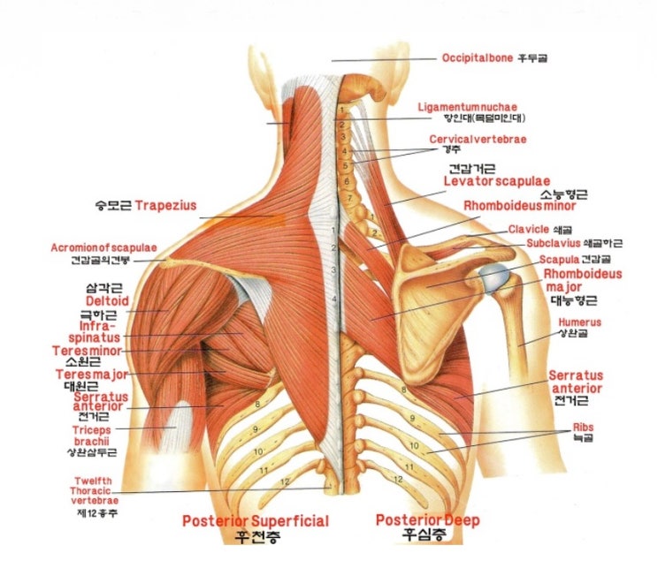  등 근육도