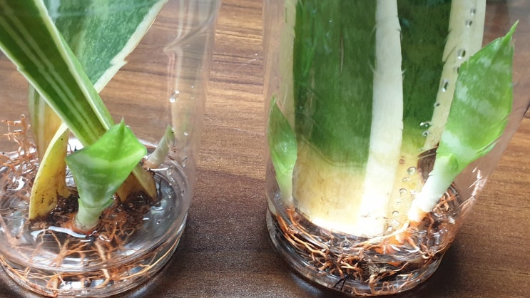  산세베리아 키우기, 번식, 삽목 수경재배 방법