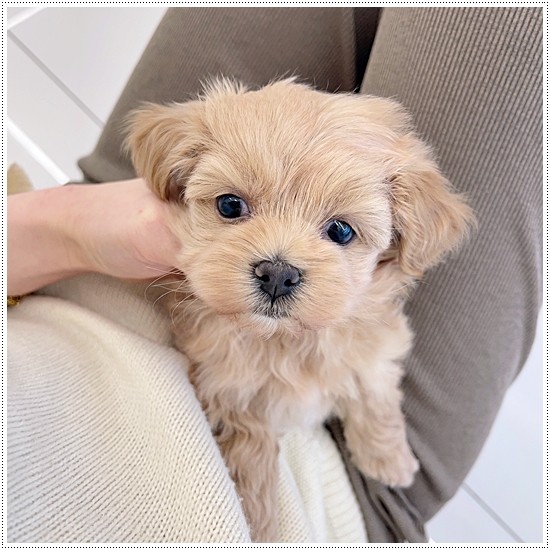  세종말티즈분양 귀염둥이를 보았어요