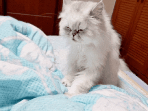  꾹꾹이하는 나홀로 페르시안친칠라 고양이 코시