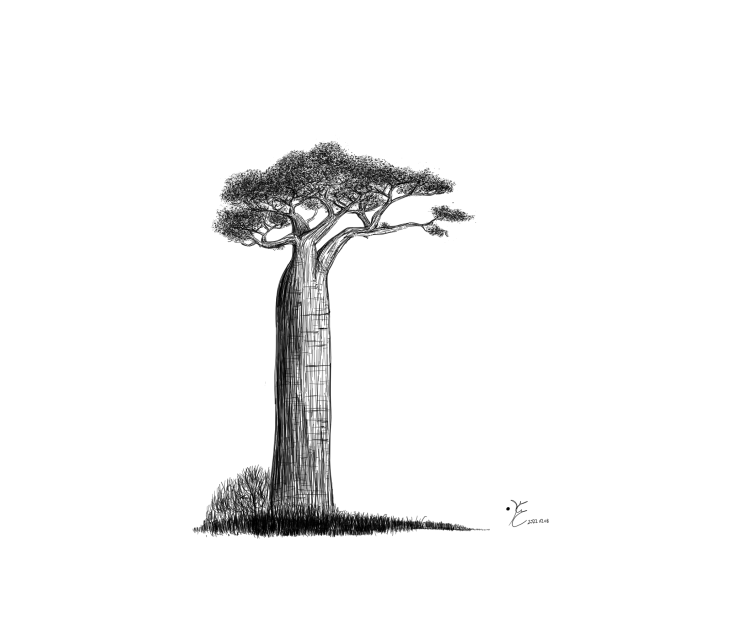  나무그림 20220209_ 바오밥나무