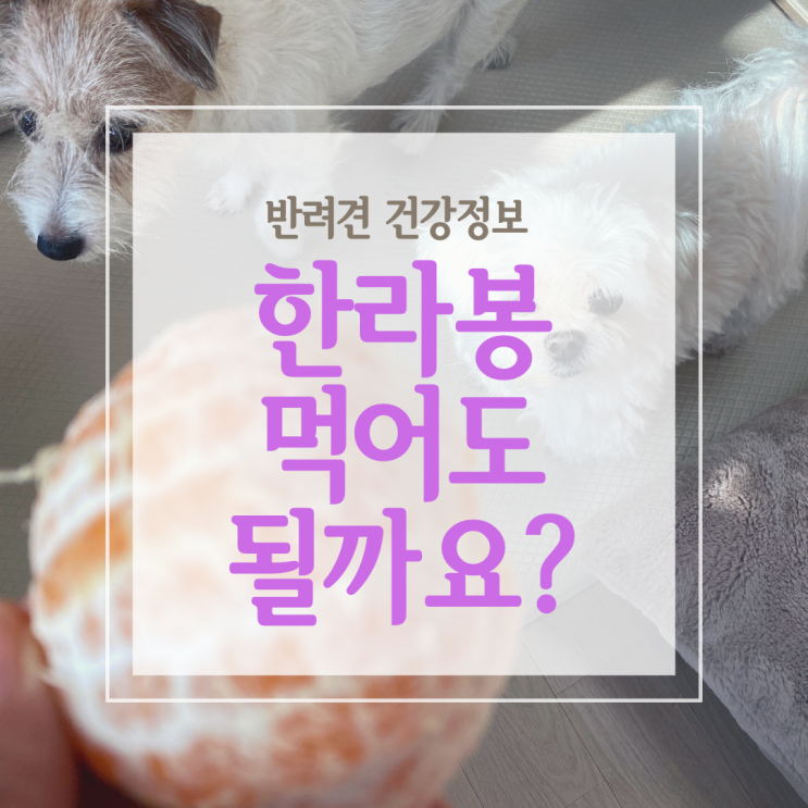  강아지가 한라봉과 천혜향, 레드향을 먹을 수 있을까?