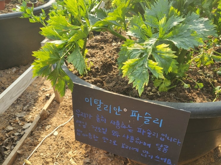  아이와 가기 좋은 화성 원평허브농원