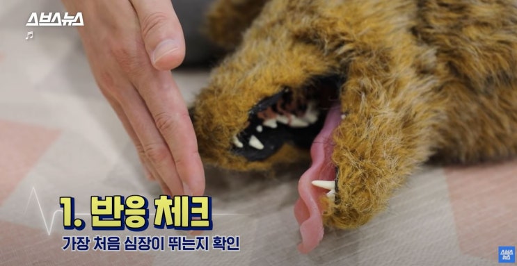  반려동물 응급상황 올바른 심폐소생술 CPR 방법