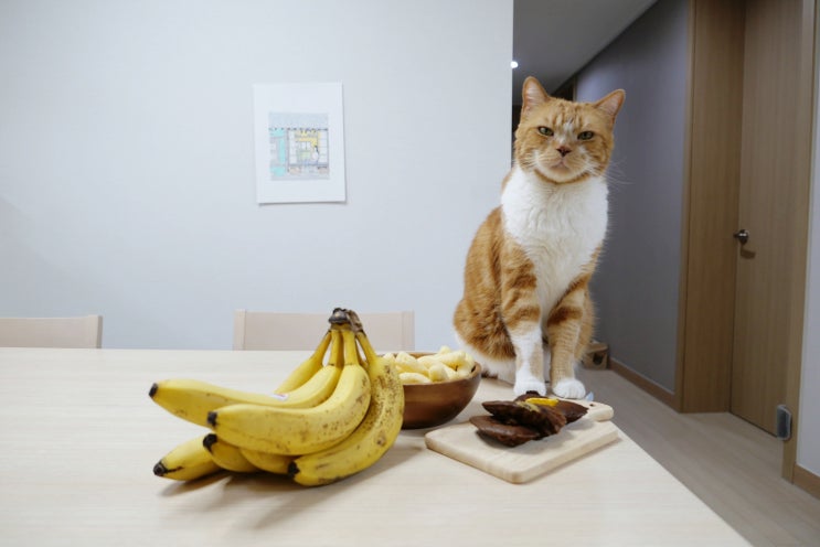  고양이 바나나 먹어도 될까? 과일 급여 시 주의사항과 성분까지