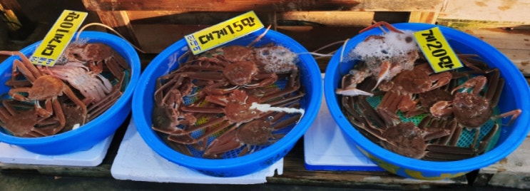  주문진항 대게,홍게 가격/어민수산시장,풍물시장 분위기