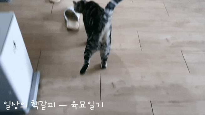 <2인2묘 라이프> 2022. 2. 4.~5. 내 고양이들 보고싶었어