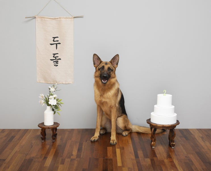  [ 대구 강아지 사진관] 어게인21  예약 안내