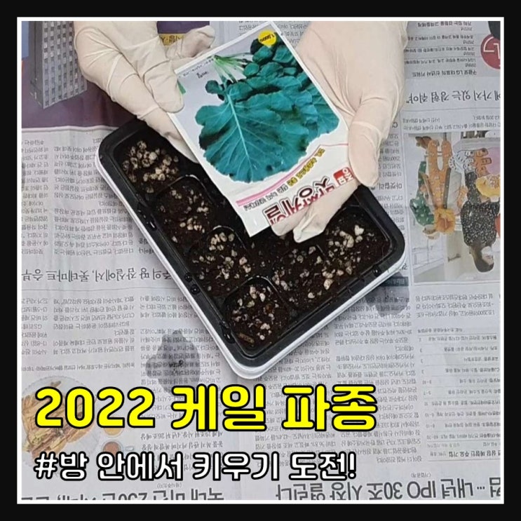  2022 케일 키우기 (파종)