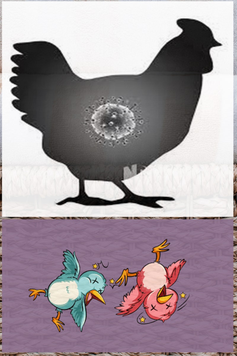 조류인플루엔자 관련주 이글벳 진원생명과학 우진비앤지 체시스 제일바이오 주가 : 네이버 블로그