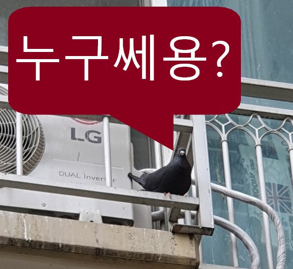  비둘기퇴치용품 종류와 특징 궁금해요? 궁금하면!