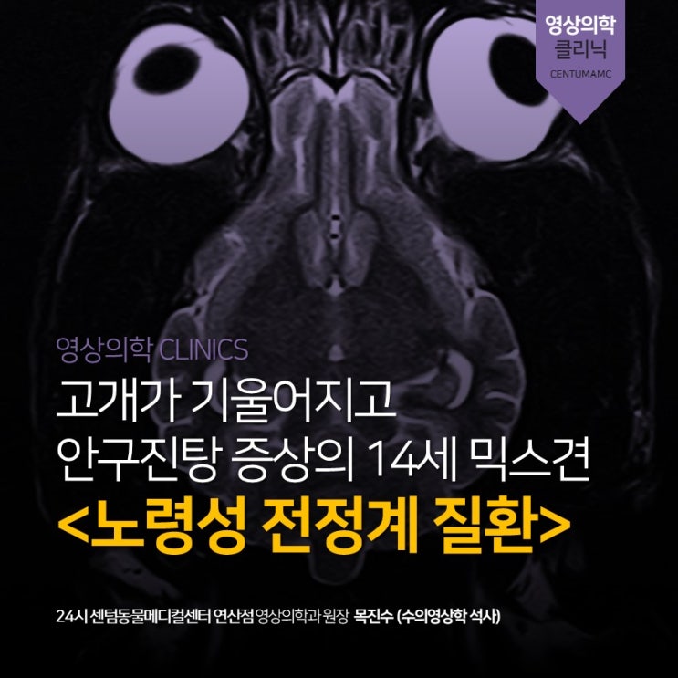  14세 믹스견 <노령성 전정계 질환> (24시 센텀동물메디컬센터 연산점, 부산 MRI 정밀진단 동물병원)