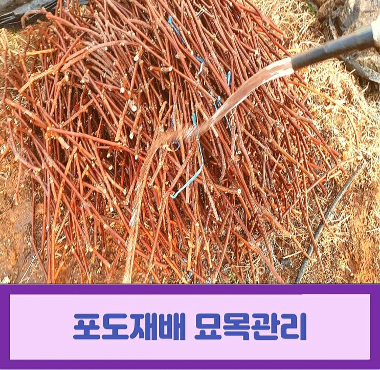  포도재배  캠벨포도 묘목관리 이렇게 하세요