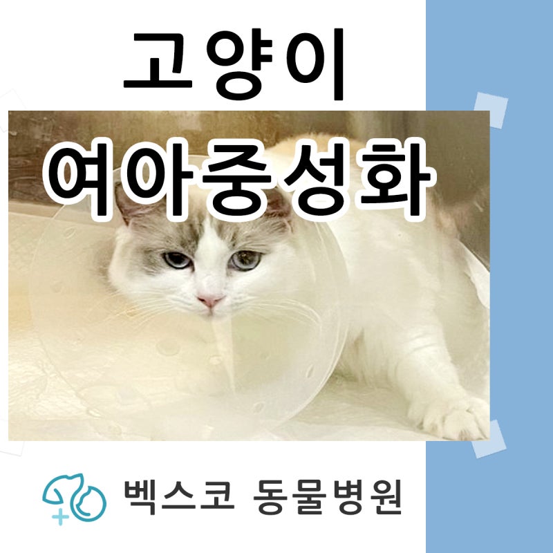 고양이 중성화 여아 여자아이 / 해운대 동물병원 벡스코동물병원 센텀 동물병원 센텀시티 ....