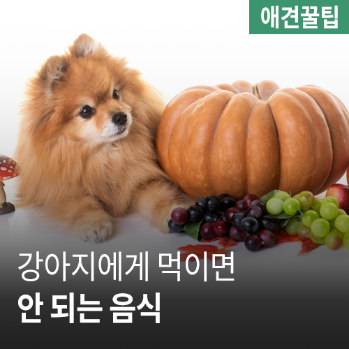  [애견꿀팁] 강아지가 먹으면 안 되는 음식