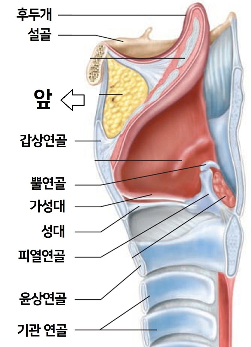 윤상인두근육