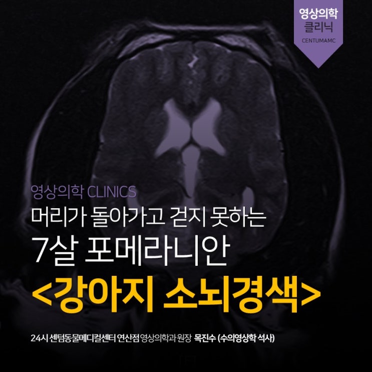  7살 포메라니안 <강아지 소뇌경색> (24시 센텀동물메디컬센터 연산점, 부산 신경계 동물병원)