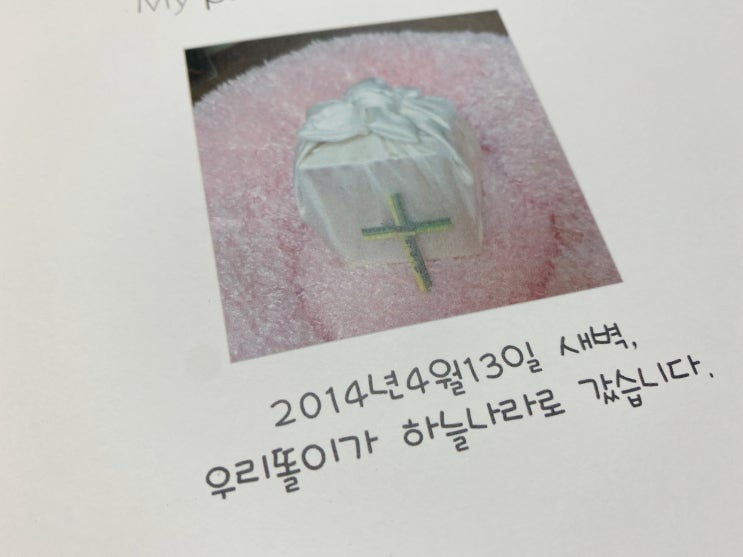  펫로스 증후군, 무지개다리를 건넌 강아지의 죽음과 대해서...