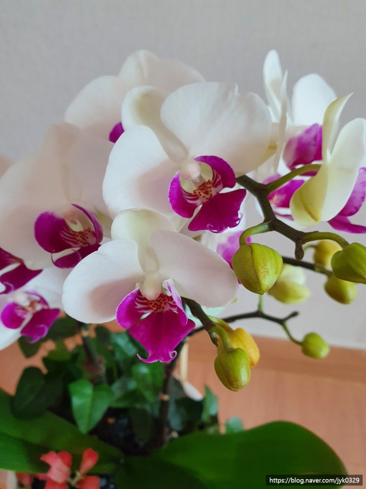  꽃말: 애정 'Phalaenopsis(호접난)'