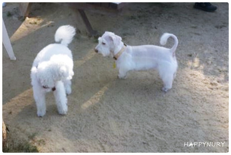 강아지 영혼 사후세계 동물이 주인에게 방문하는 신호 : 네이버 블로그 강아지 영혼 사후세계 동물이 주인에게 방문하는 신호 : 네이버 블로그